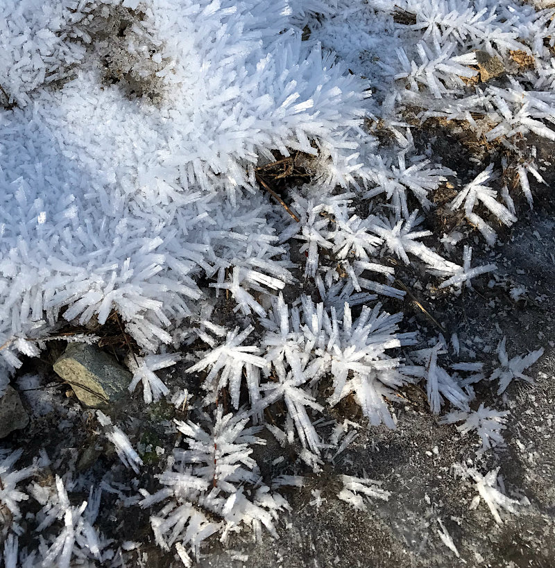 Frost Crystals