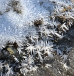 Frost Crystals