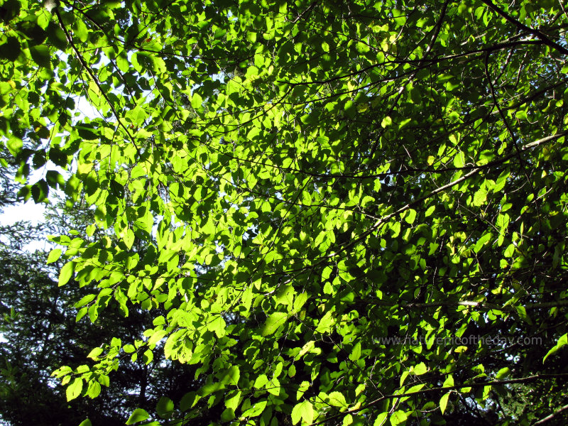 Green leaves in Washington