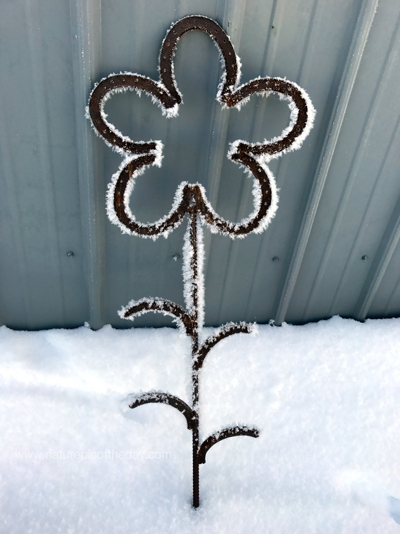 Horseshoe flower