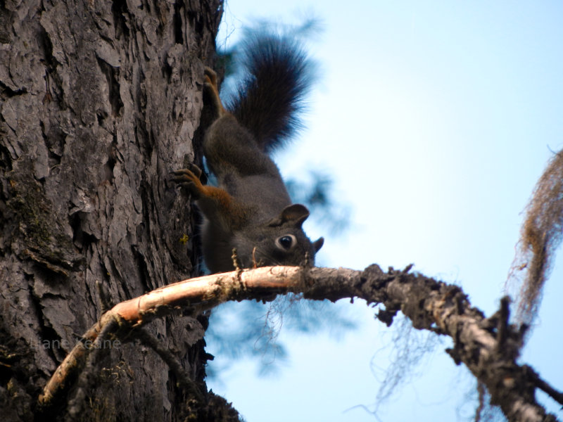 Squirrel in Montana
