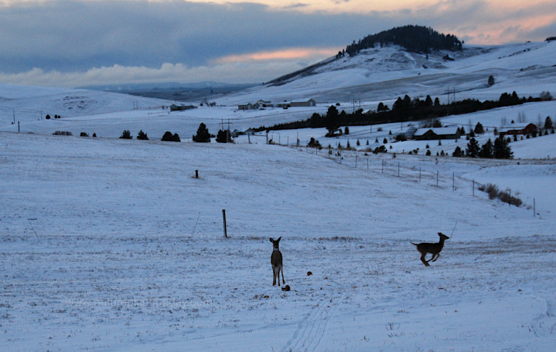 Deer and snow