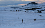 Deer and snow