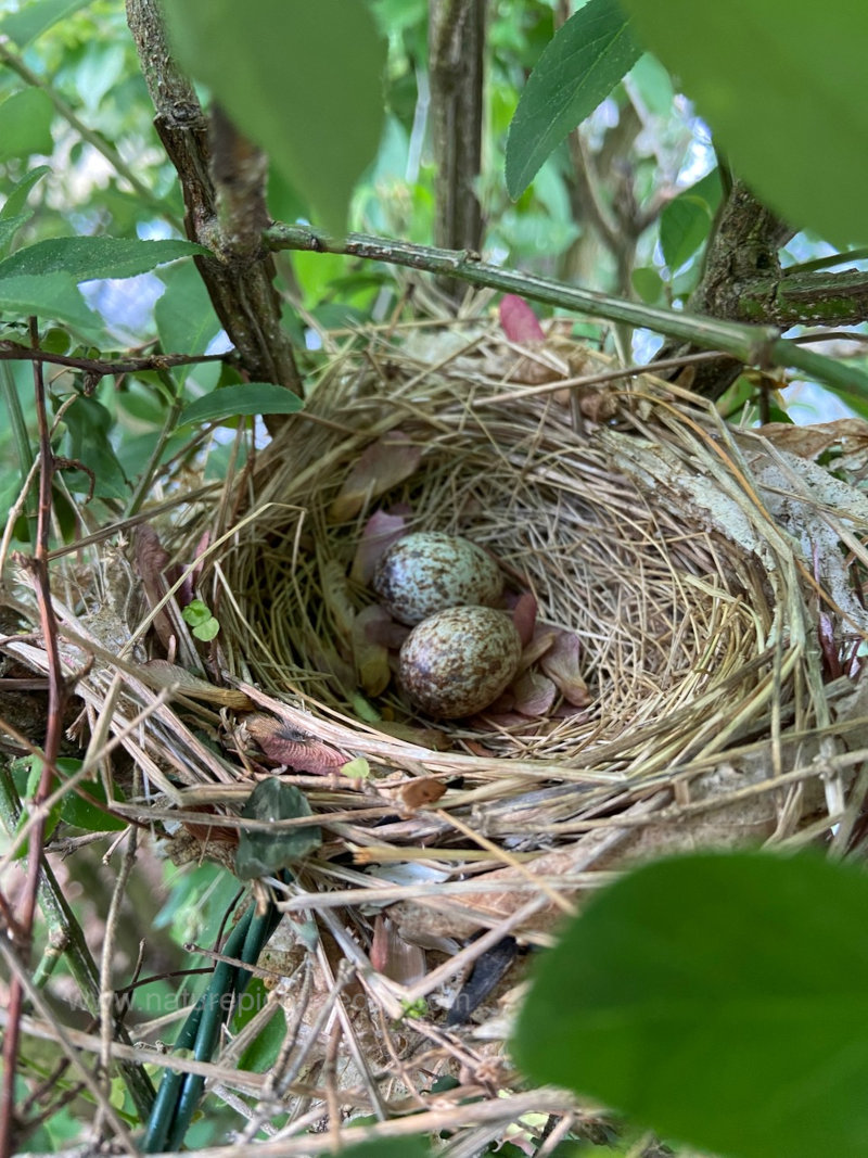 Cardinal eggs in a nest in Jefferson, MA