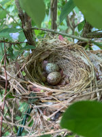 Cardinal eggs in a nest in Jefferson, MA