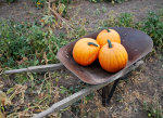 Wheelbarrow full of pumpkins