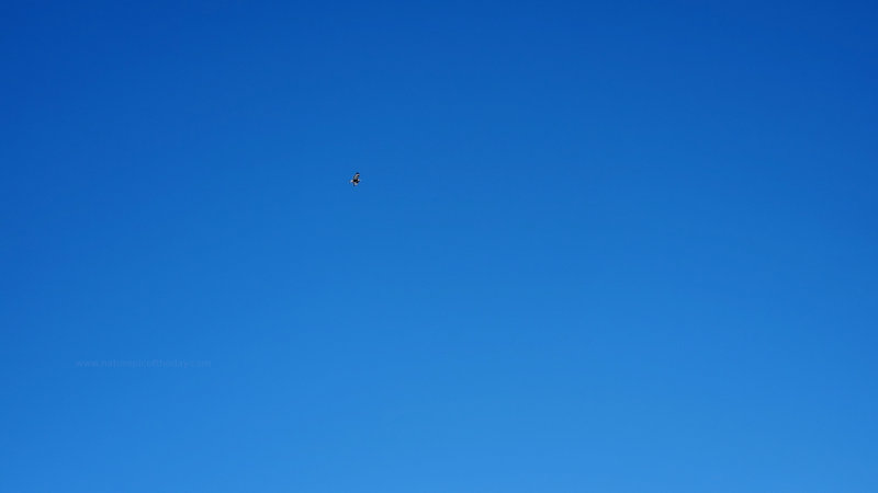Hawk in the Sky