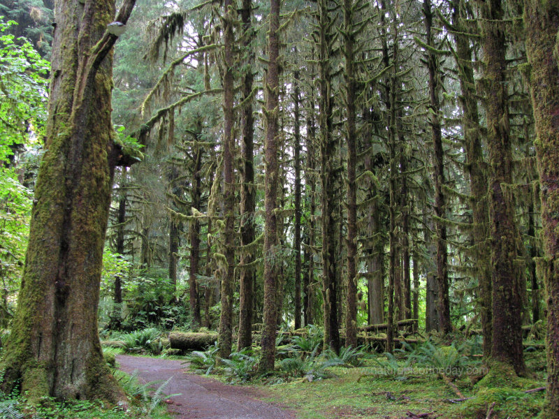 Hoh Rainforest