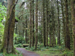 Hoh Rainforest