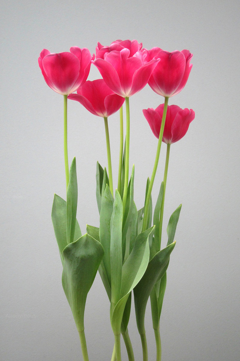 Tulips in Florida