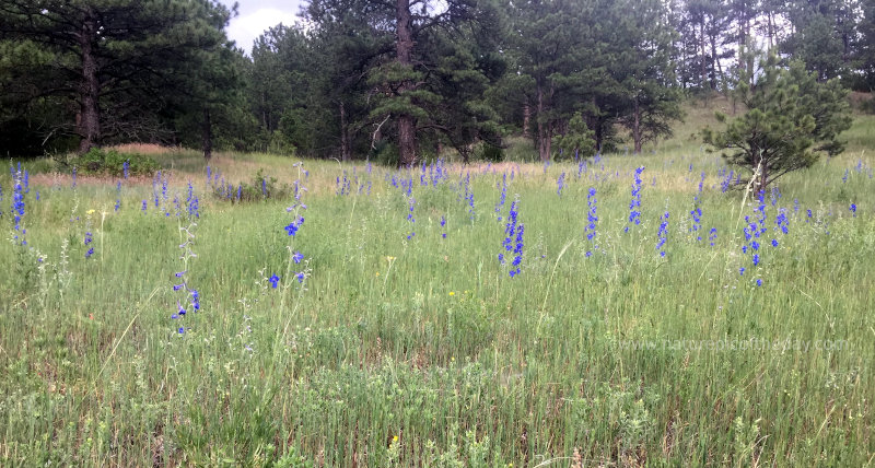 Colorado Wildflowers