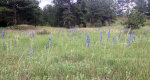 Colorado Wildflowers