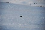 Hawk on The Palouse