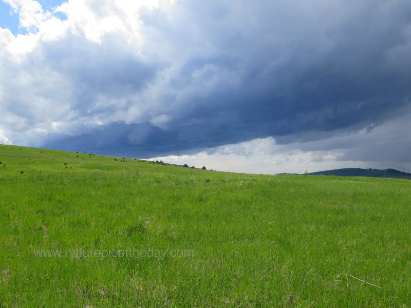 Fields of Green at Spring