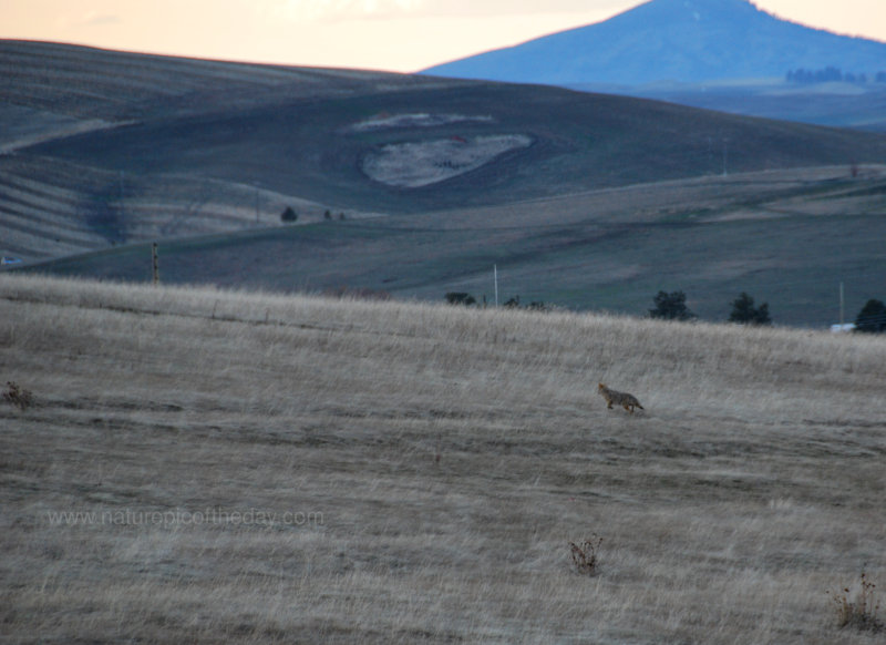 Coyote on the Prowl