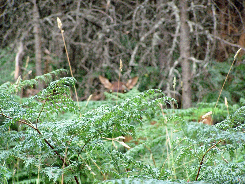 Ferns in Montana