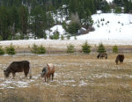 Ponies Grazing