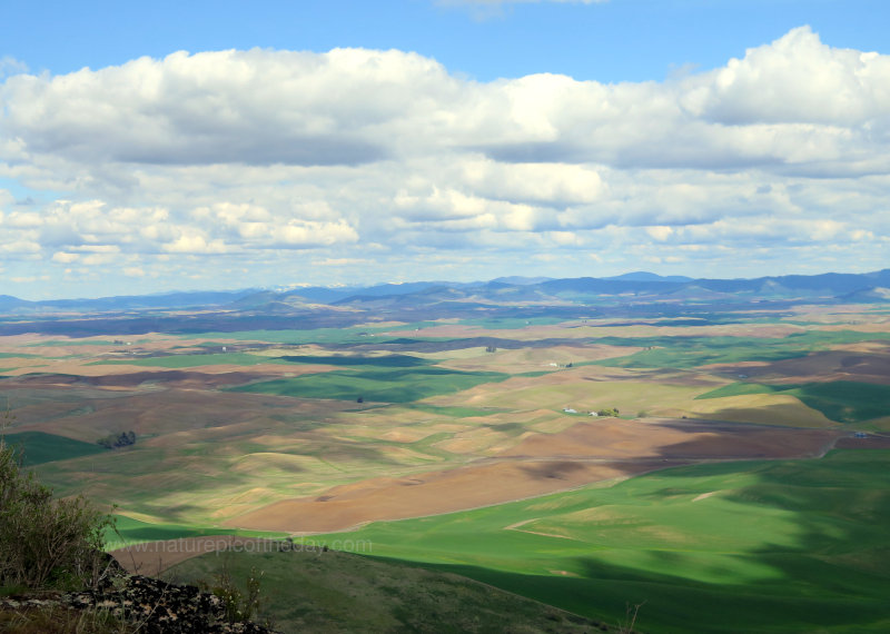 Spring on the Palouse 