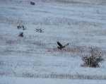 A field hawk flies over a snow covered field