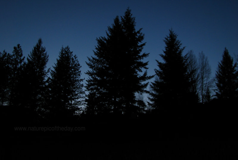 Trees at night