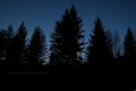 Trees at night