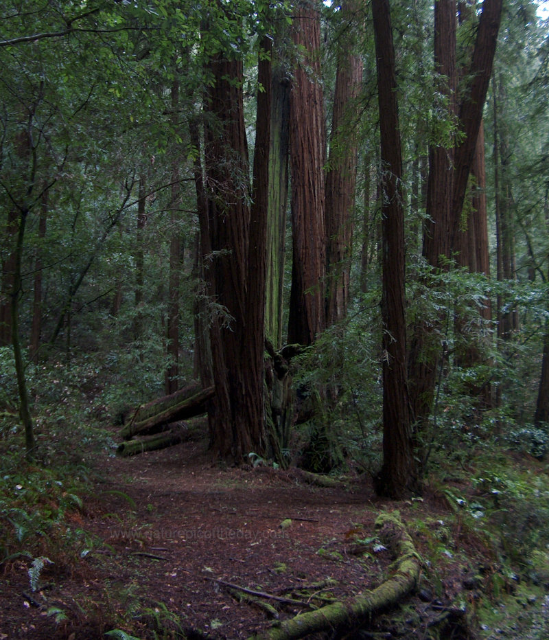 Muir Woods