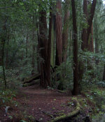 Muir Woods