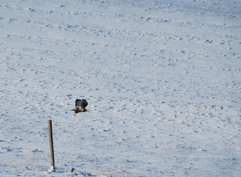 Hawk in Winter