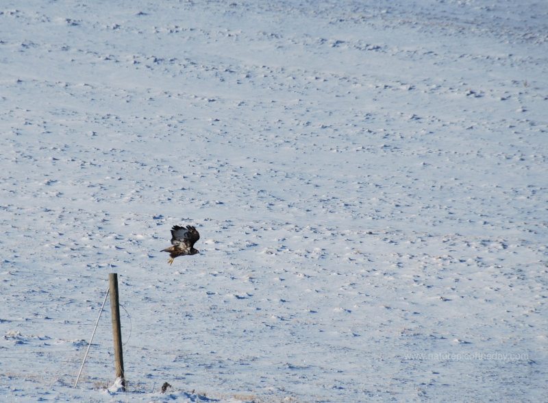 Hawk in Winter