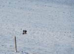 Hawk in Winter