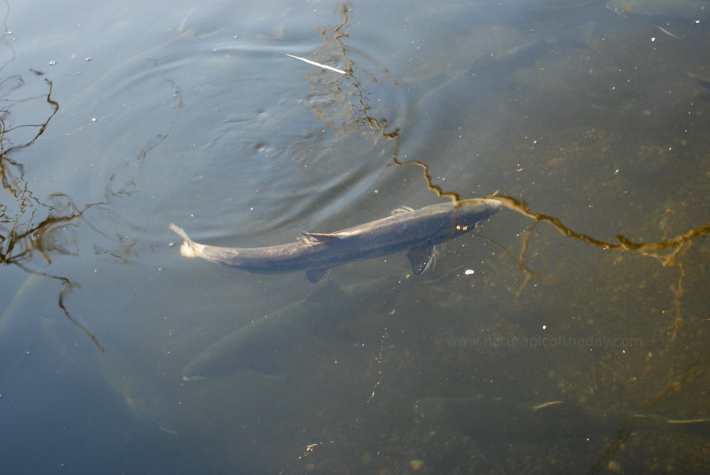 Dog Salmon in Washington