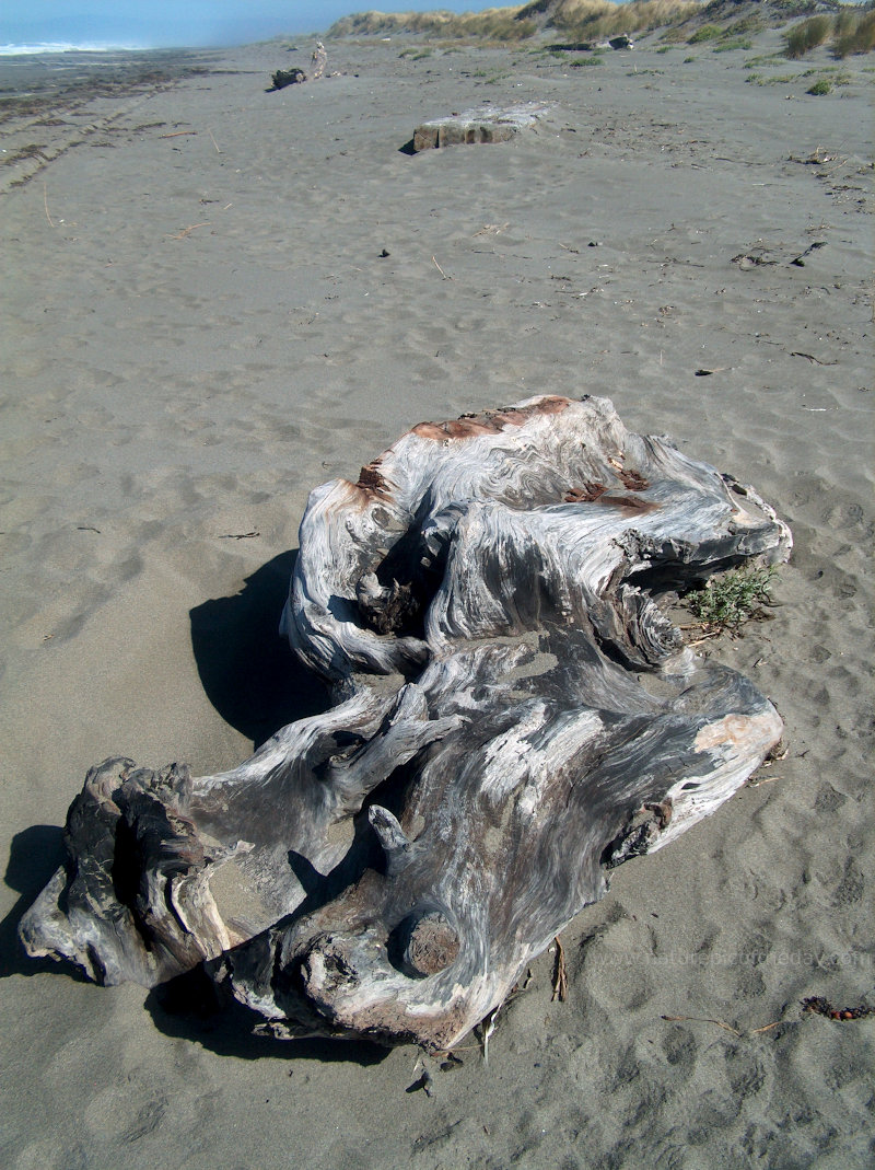 Driftwood on a Californian Beach