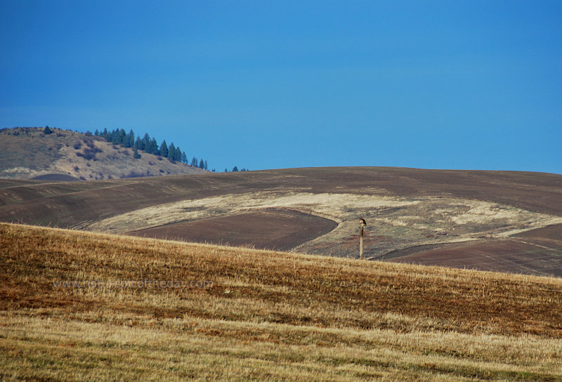 Field Hawk 