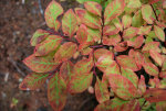 Foliage in the Fall