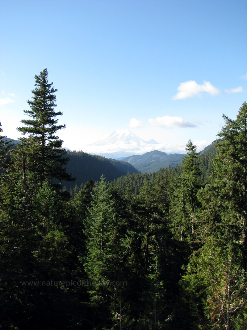 Mount Rainier