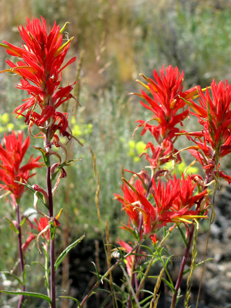 Indian Paintbrush 