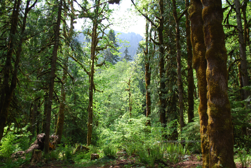 Forest and Mountains on the Olympic Peninsula