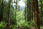 Forest and Mountains on the Olympic Peninsula