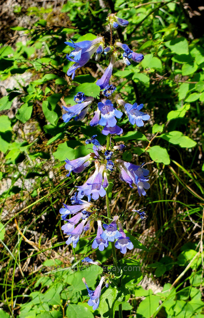 Bluebells in Idaho