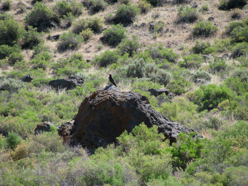 Hawk on a Rock