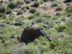 Hawk on a Rock