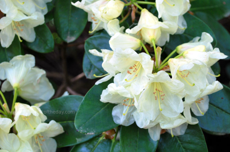 Flower Petals