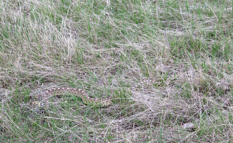 Bull Snake in Montana