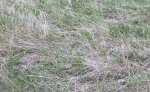 Bull Snake in Montana