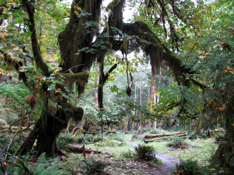 Hoh Rain Forest