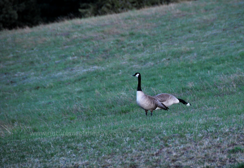 Canada Geese in the Wild