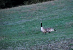 Canada Geese in the Wild