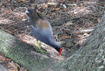 Common Gallinule in Maitland, Florida