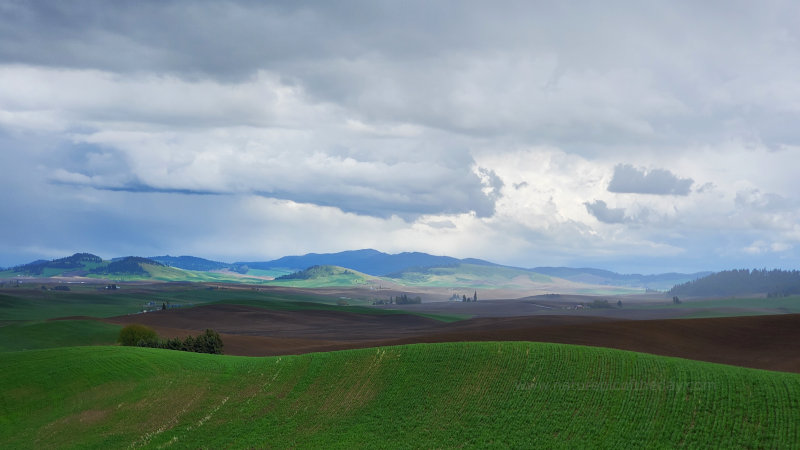 Rain on the Palouse