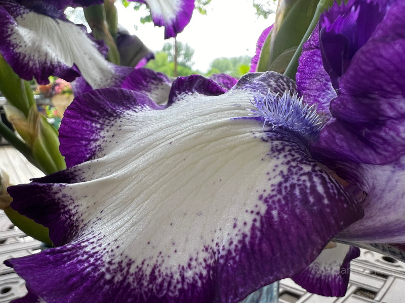 Beautiful Iris